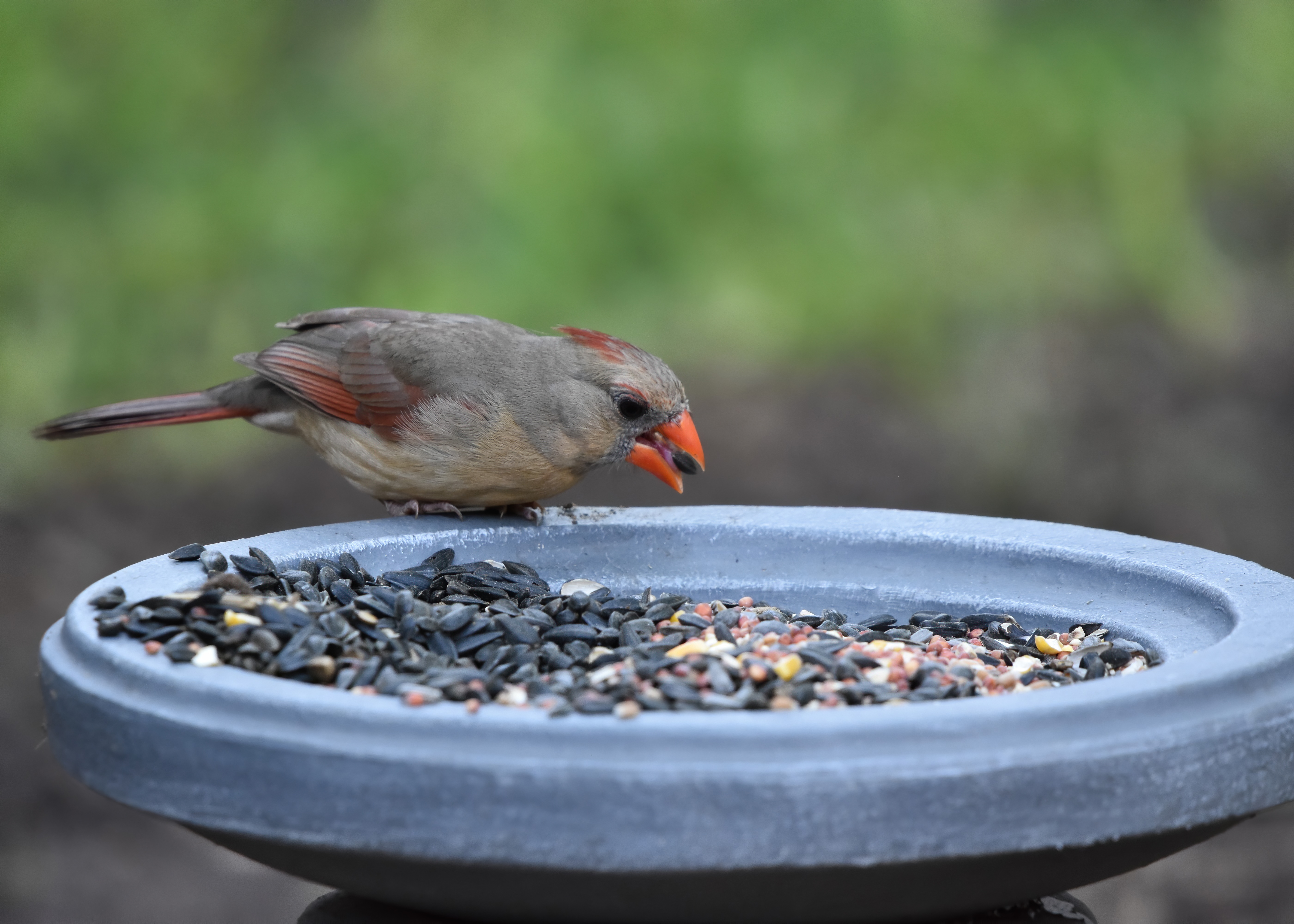 vogel am kerne essen