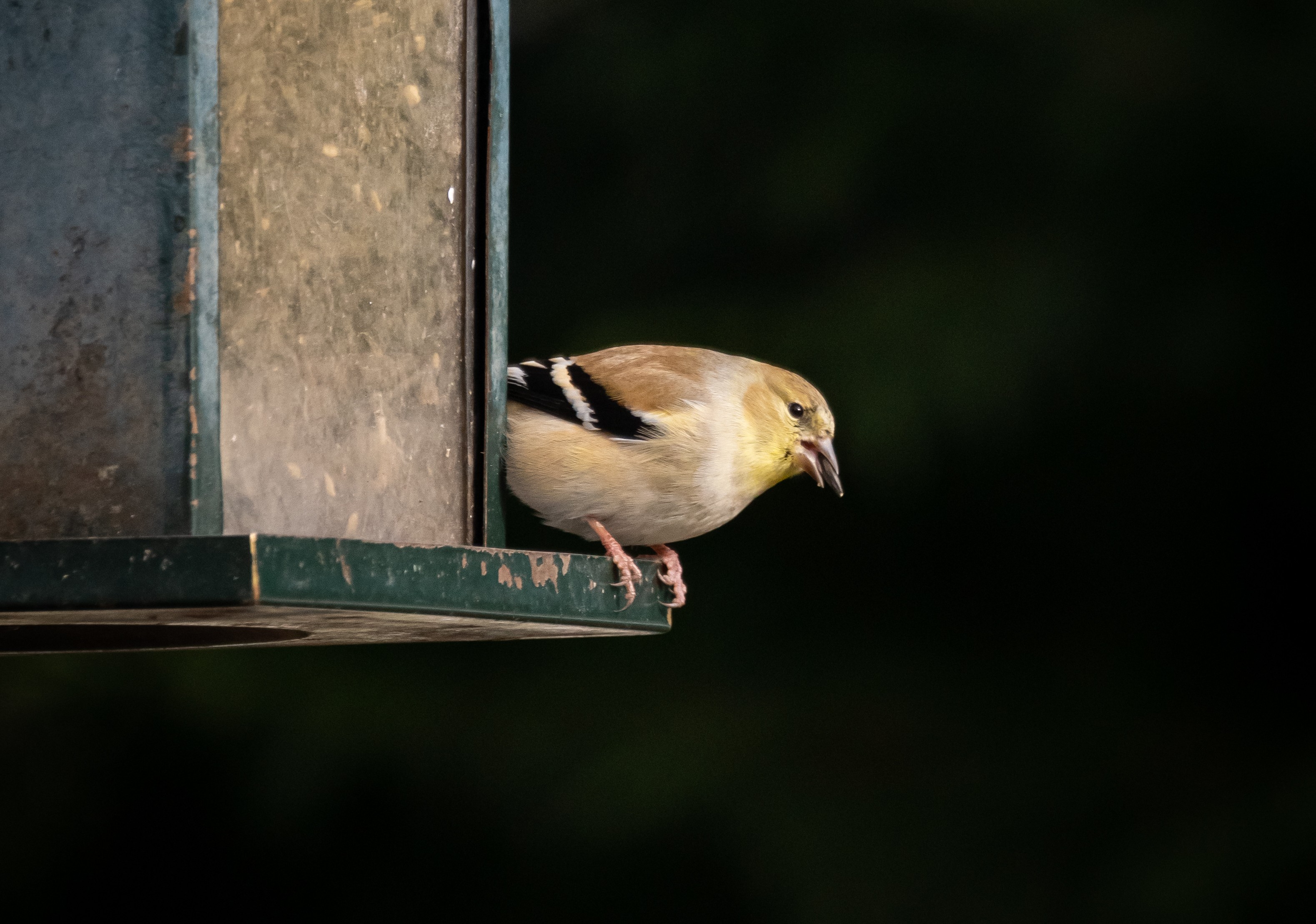vogel am vogelhaus