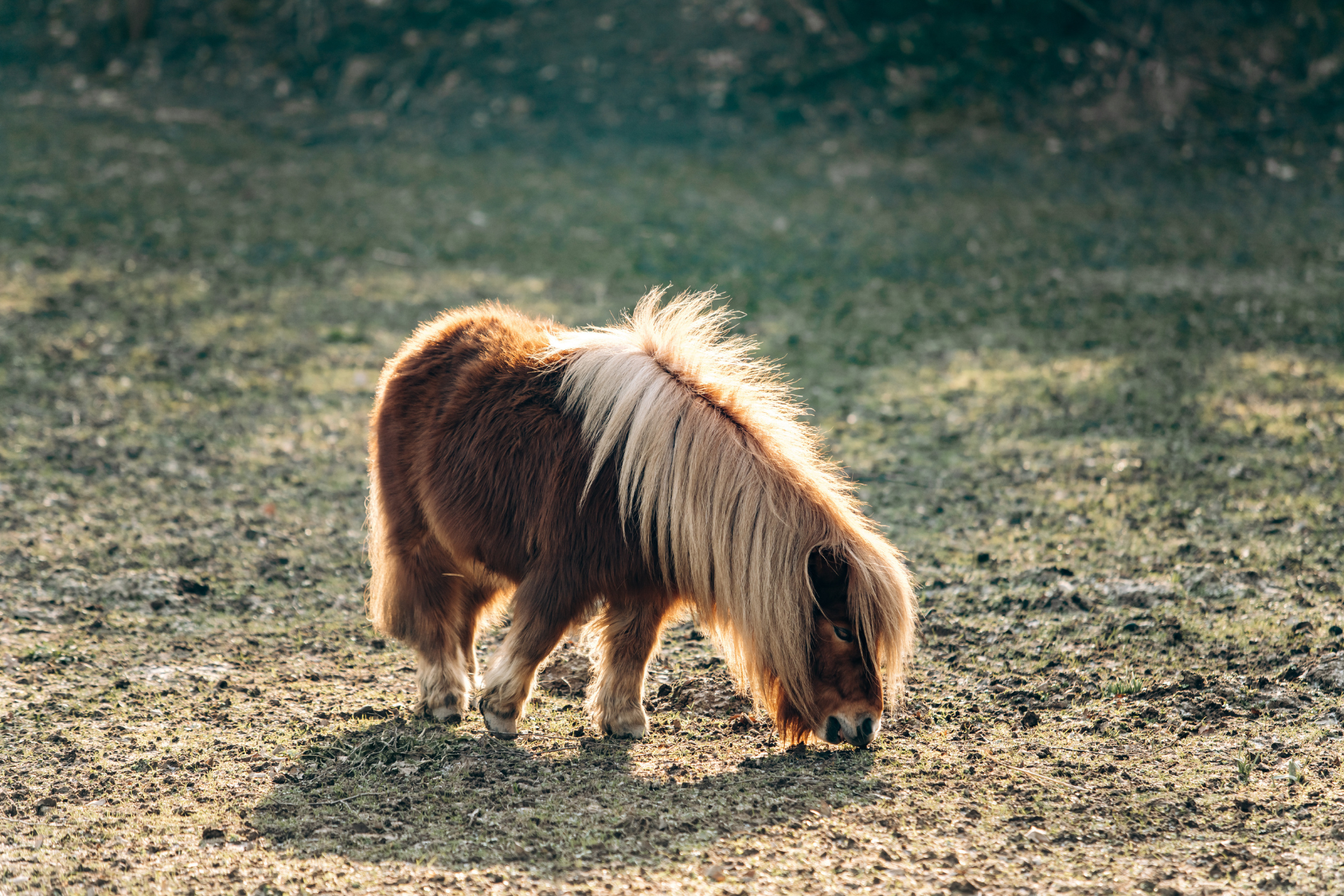 Ein Shetland Pony steht auf der Weide und sucht nach Gras.