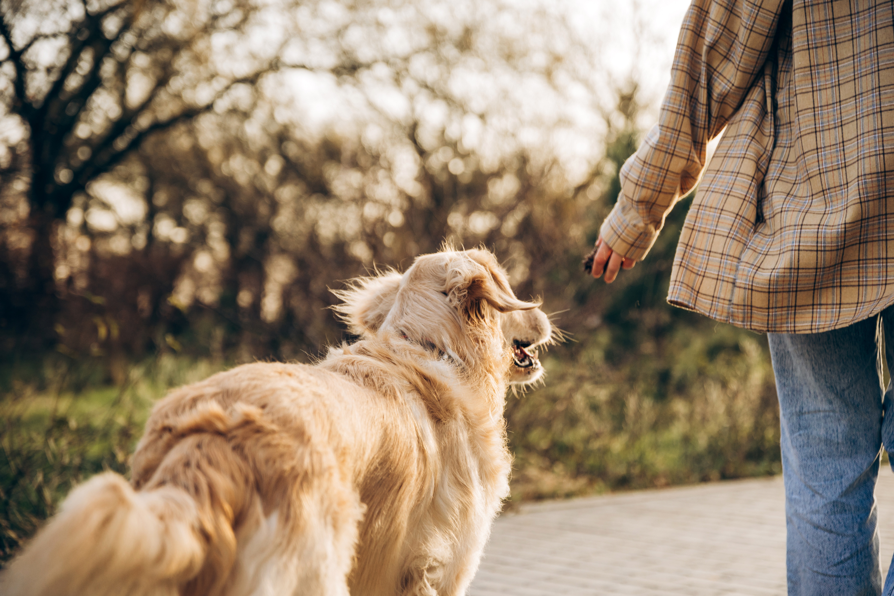 Person geht mit Golden Retriever im Park spazieren.