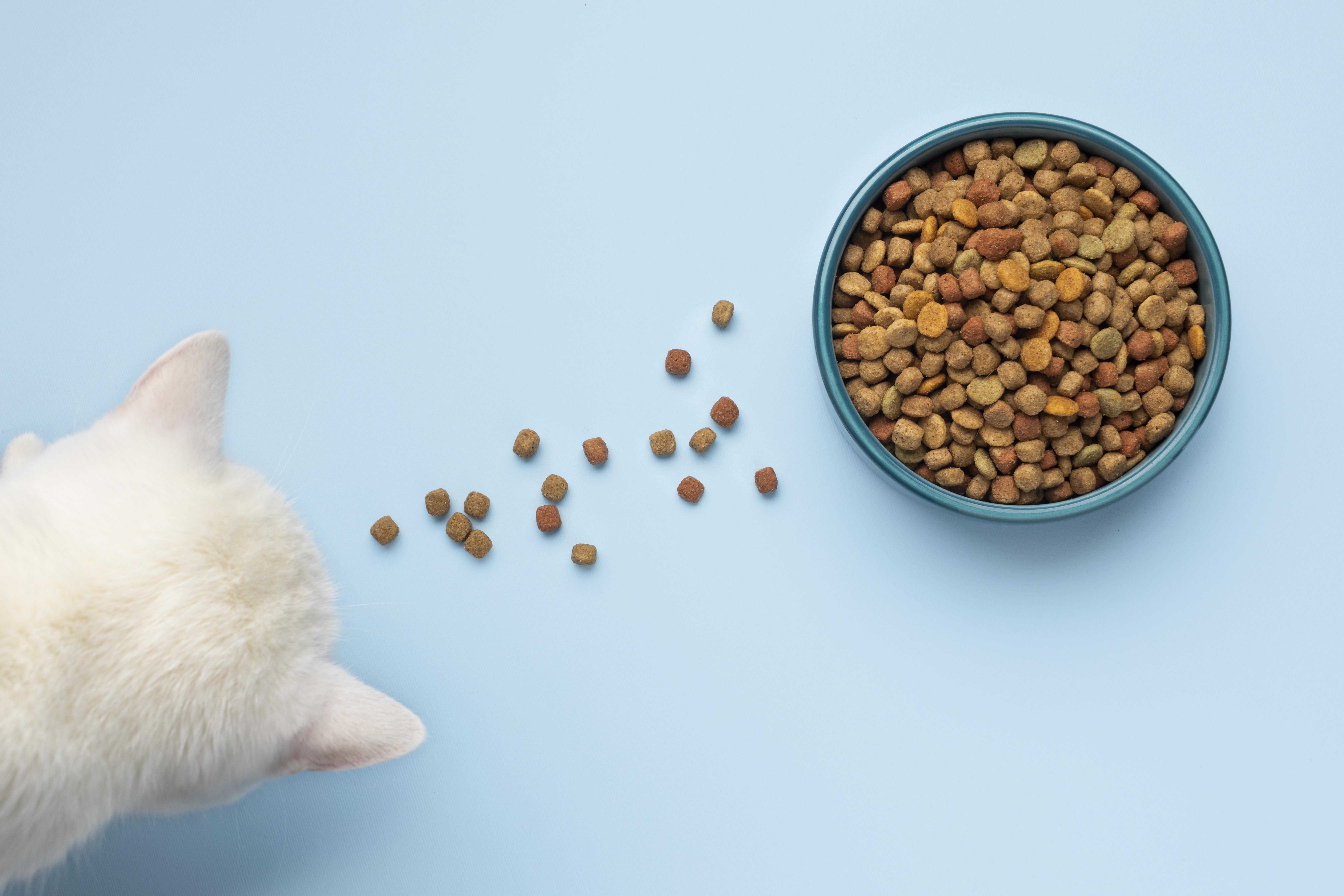 katze mit napf