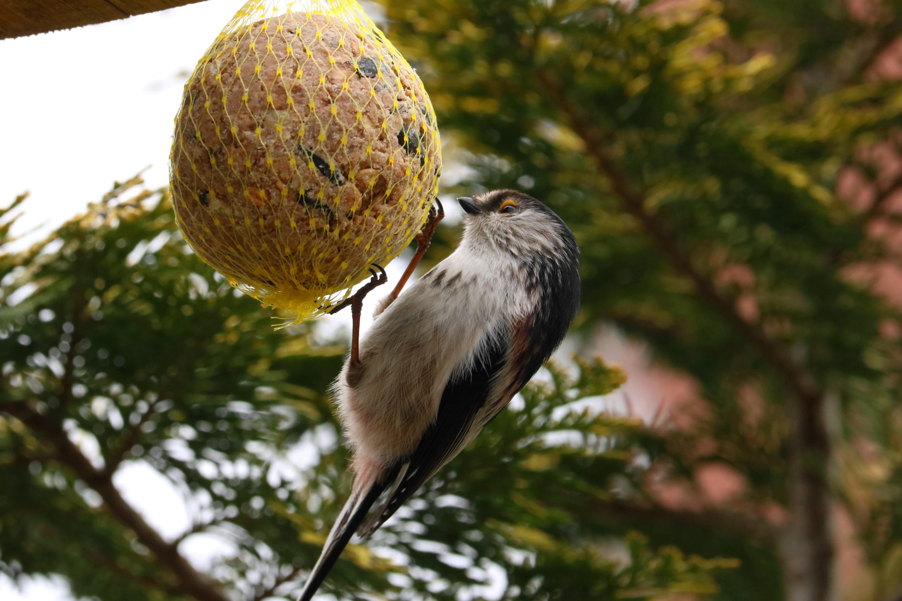 Vogel frisst Meisenknödel im Netz im Herbst. 