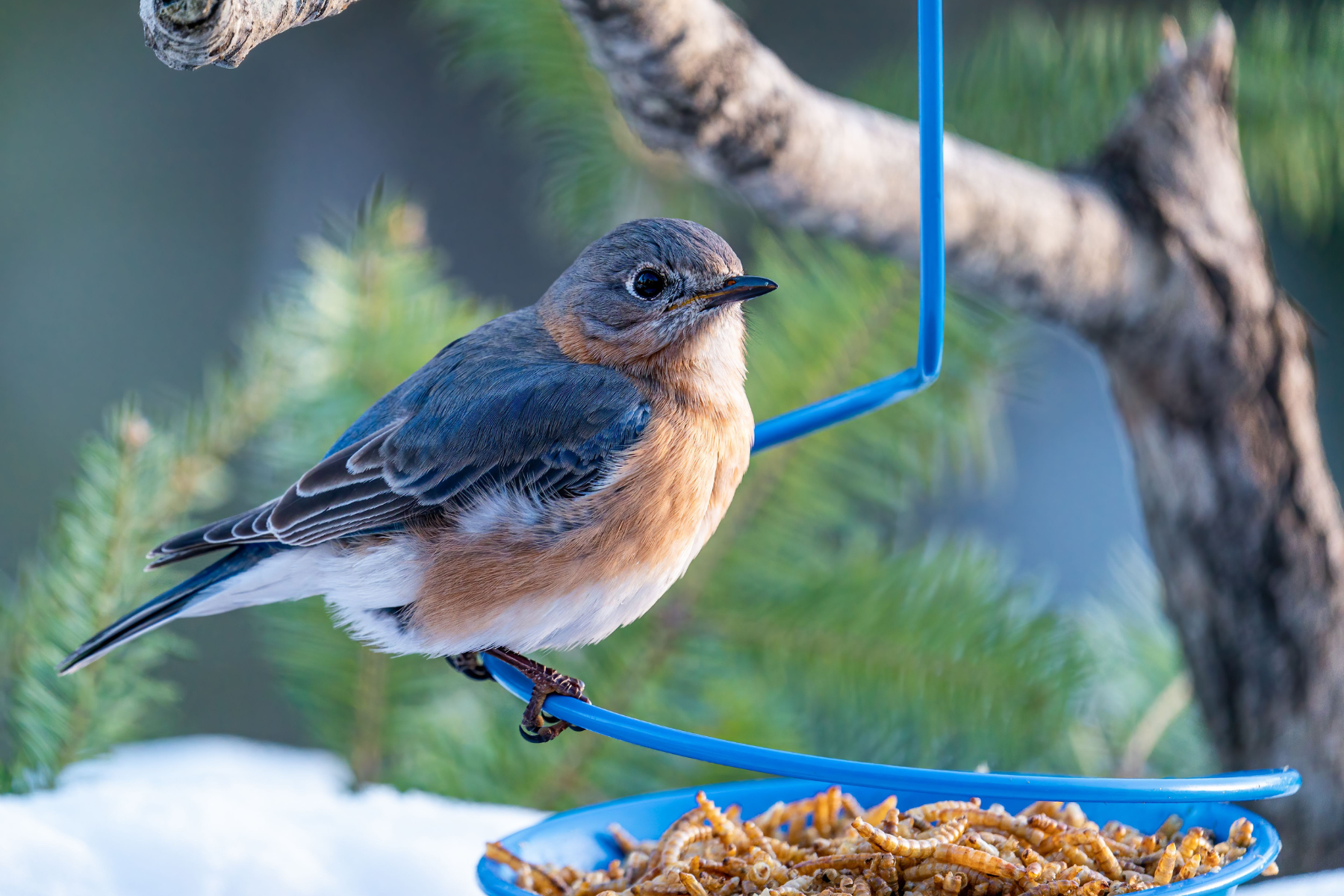 Kleiner Vogel sitzt an Futterstelle mit Insekten