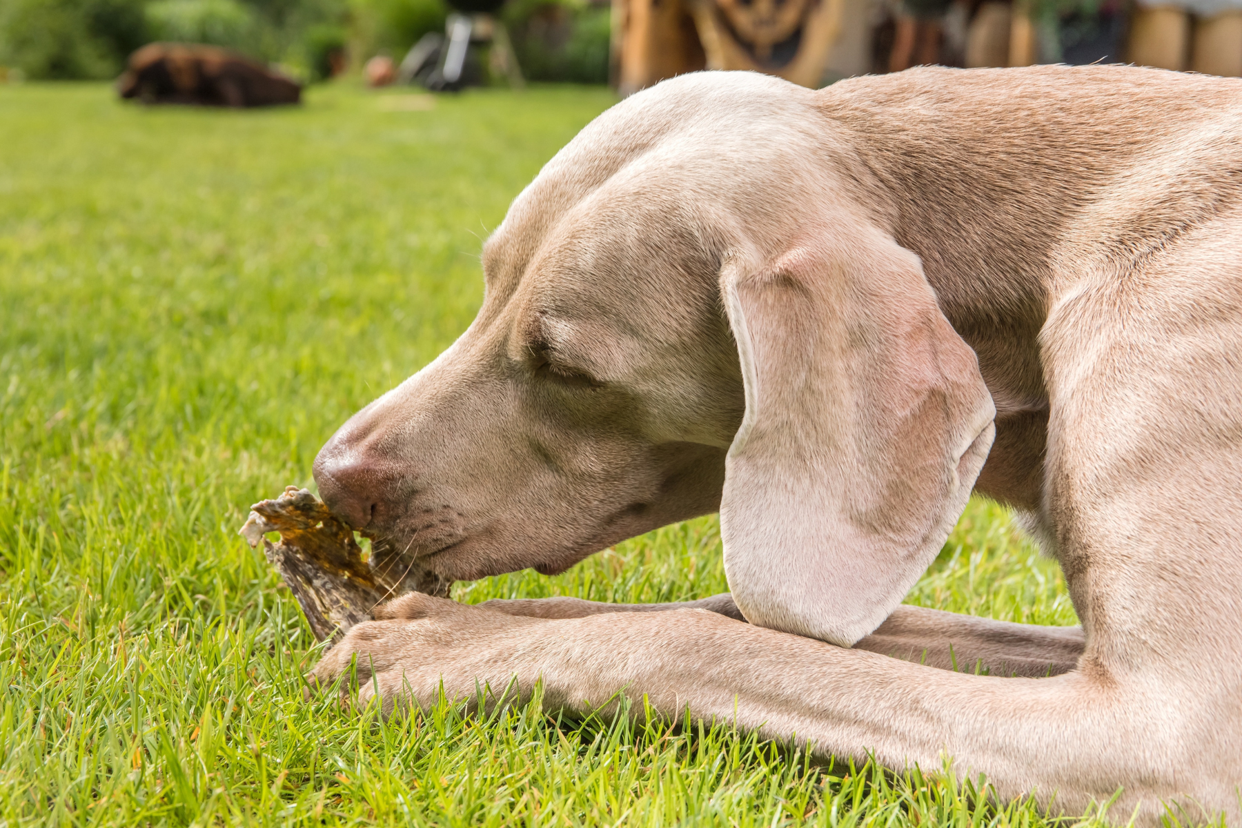 Weimaraner liegt auf grüner Wiese und kaut Kauknochen