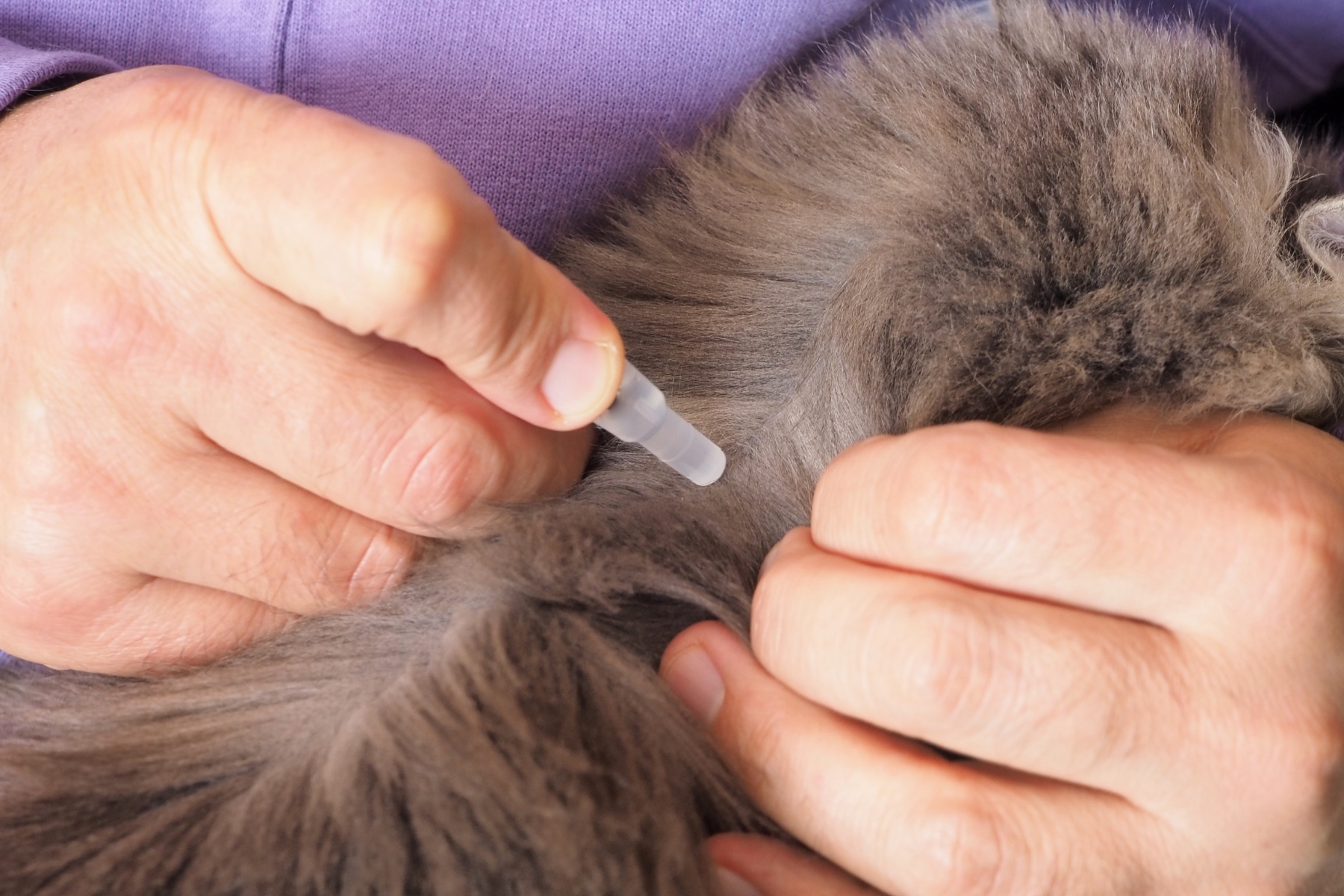 Zeckenmittel wird bei Katze aufgetragen