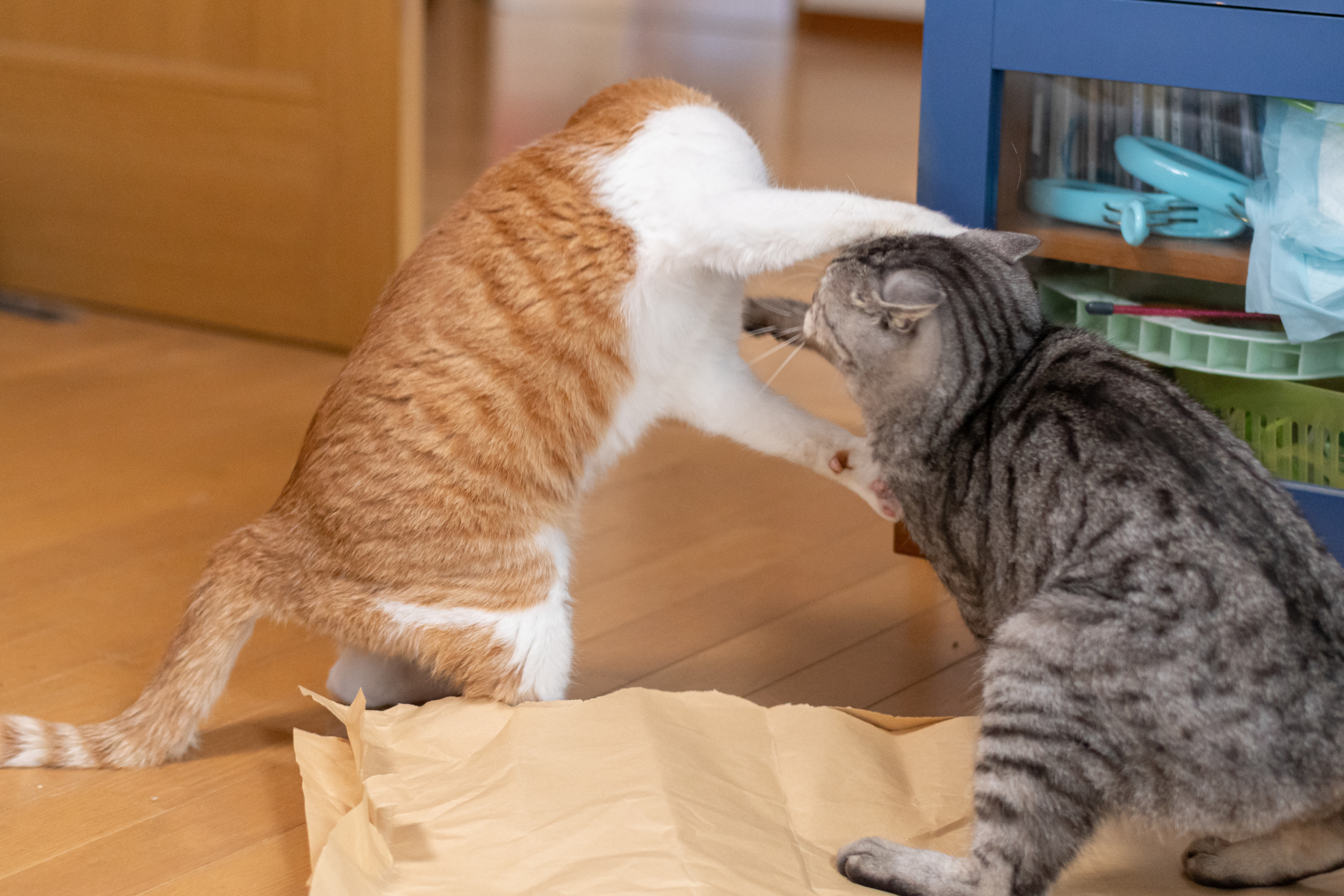 Zwei Katzen spielen und kämpfen miteinander.